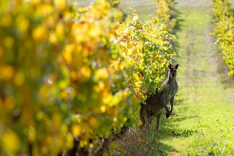Full-Day Winery And Brewery Tour In Margaret River With Lunch - Accommodation Port Macquarie 6