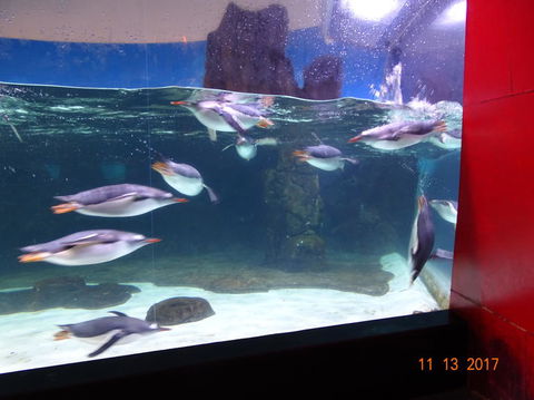 SEA LIFE Melbourne Aquarium Admission Ticket - Accommodation Port Macquarie 6