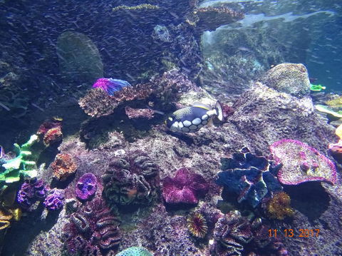 SEA LIFE Melbourne Aquarium Admission Ticket - Accommodation Port Macquarie 3