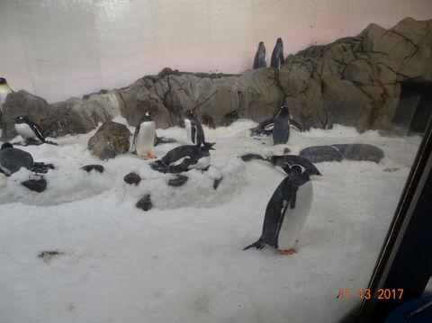 SEA LIFE Melbourne Aquarium Admission Ticket - Accommodation Port Macquarie 4