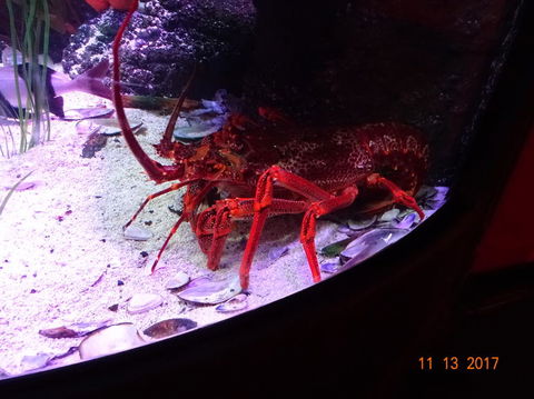 SEA LIFE Melbourne Aquarium Admission Ticket - Accommodation Port Macquarie 11