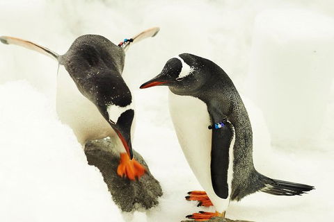 SEA LIFE Melbourne Aquarium Admission Ticket - Accommodation Port Macquarie 15