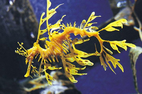SEA LIFE Melbourne Aquarium Admission Ticket - Accommodation Port Macquarie 19