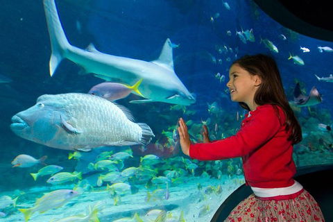 SEA LIFE Melbourne Aquarium Admission Ticket - Accommodation Port Macquarie 25