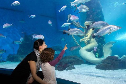 SEA LIFE Melbourne Aquarium Admission Ticket - Accommodation Port Macquarie 14
