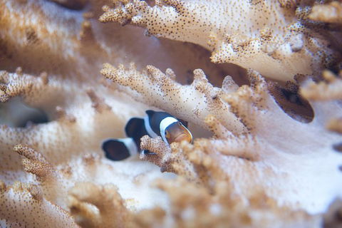 SEA LIFE Melbourne Aquarium Admission Ticket - Accommodation Port Macquarie 16