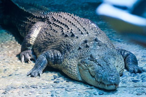 SEA LIFE Melbourne Aquarium Admission Ticket - Accommodation Port Macquarie 20