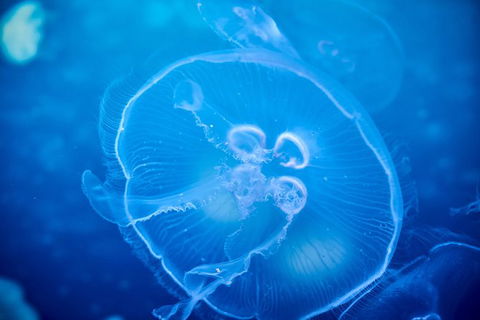SEA LIFE Melbourne Aquarium Admission Ticket - Accommodation Port Macquarie 22