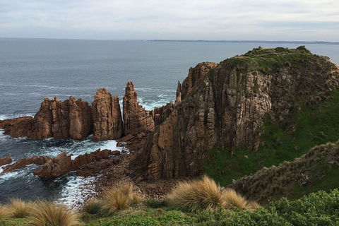 Phillip Island Walking & Bird Watching Tour - Accommodation Port Macquarie 8
