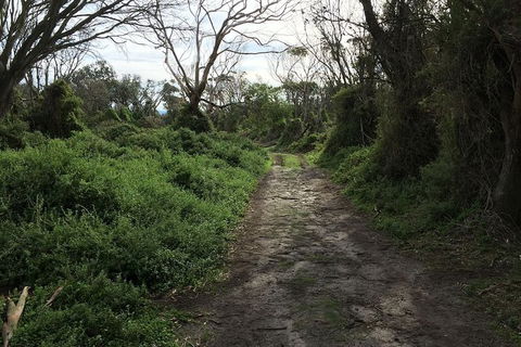 Phillip Island Walking & Bird Watching Tour - Accommodation Port Macquarie 10