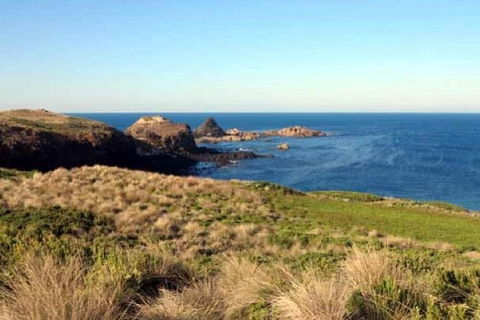 Phillip Island Walking & Bird Watching Tour - Accommodation Port Macquarie 9