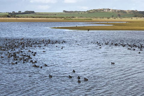 Phillip Island Walking & Bird Watching Tour - Accommodation Port Macquarie 6