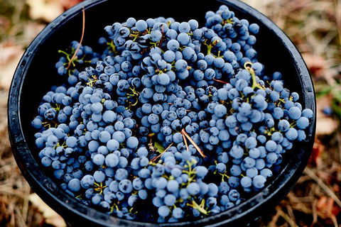Half Day Yarra Valley Winery Day Trip From Melbourne - Accommodation Port Macquarie 4