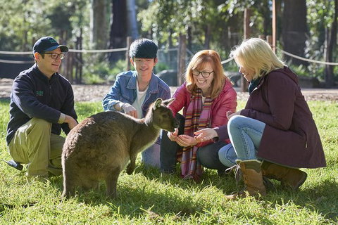 Australian Wildlife Experience At Healesville Sanctuary - Accommodation Port Macquarie 0