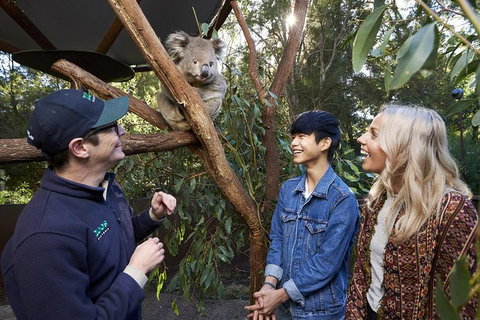 Australian Wildlife Experience At Healesville Sanctuary - Accommodation Port Macquarie 1