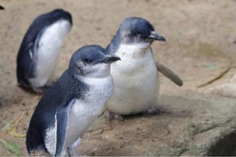 Phillip Island Tour Including Phillip Island Penguin Parade - Accommodation Port Macquarie 1