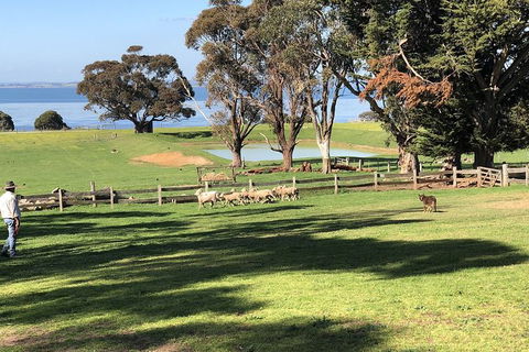 Phillip Island Tour Including Phillip Island Penguin Parade - Accommodation Port Macquarie 8