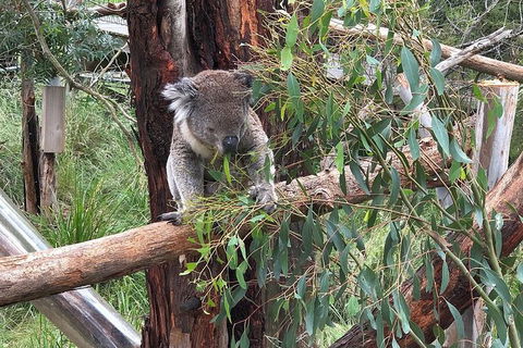 Phillip Island Tour Including Phillip Island Penguin Parade - Accommodation Port Macquarie 3