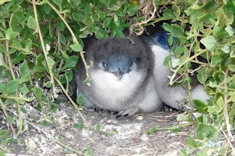 Phillip Island Tour Including Phillip Island Penguin Parade - Accommodation Port Macquarie 7