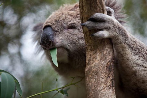 Phillip Island Koala Conservation Centre: Entry Ticket - Accommodation Port Macquarie 0