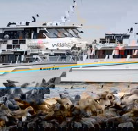 Phillip Island Seal-Watching Cruise - Accommodation Port Macquarie