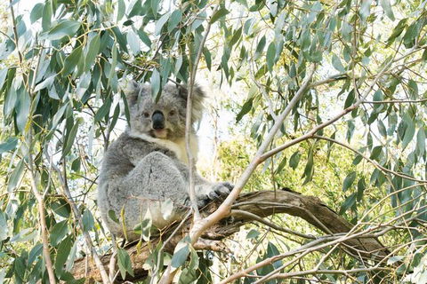 Ultimate Reverse Direction - 12 Apostles, Great Ocean Road - Small Group Tour - Accommodation Port Macquarie 7