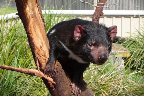 Tasmania 6 Day \'Tour In Circle\' - Accommodation Port Macquarie 1