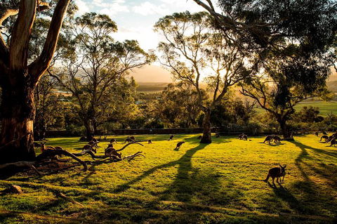 Shore Excursion: Five Of Hobart's Best In One Day - Accommodation Port Macquarie 1