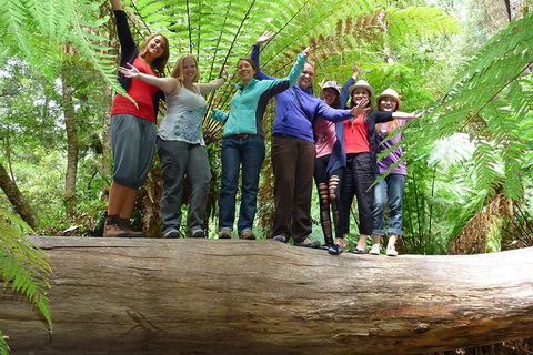 Mt Field National Park Active Day-Trip Including Bonorong And Mt Wellington - Accommodation Port Macquarie 4