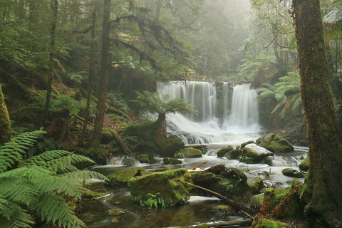Mt Field National Park Active Day-Trip Including Bonorong And Mt Wellington - Accommodation Port Macquarie 10