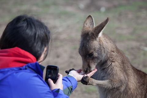 Mt Field National Park Active Day-Trip Including Bonorong And Mt Wellington - Accommodation Port Macquarie 14