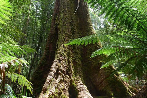Mt Field National Park Active Day-Trip Including Bonorong And Mt Wellington - Accommodation Port Macquarie 11
