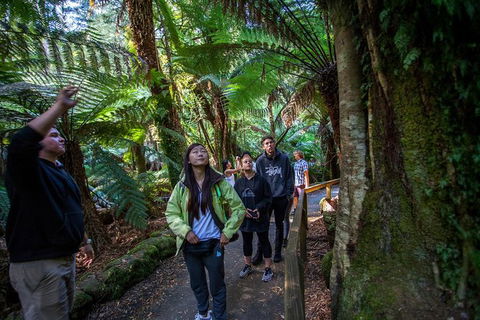 Mt Field National Park Active Day-Trip Including Bonorong And Mt Wellington - Accommodation Port Macquarie 5