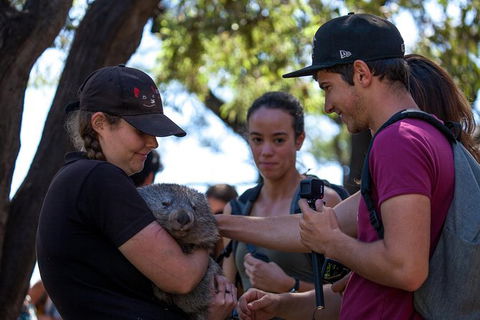 Mt Field National Park Active Day-Trip Including Bonorong And Mt Wellington - Accommodation Port Macquarie 13