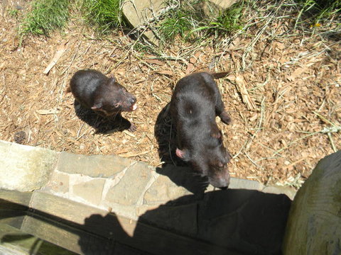 Full-Day Tasman Peninsula Tour From Hobart - Accommodation Port Macquarie 3