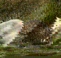 Bruny Island premium private photo-oriented day tour from Hobart - Accommodation Port Macquarie