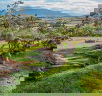 Shore Excursion Hobart's Best In Half A Day - Accommodation Port Macquarie