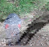 South East Food Sightseeing Private Tour with the Tasmanian Devil Unzoo - Accommodation Port Macquarie