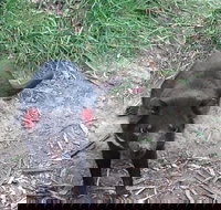 Private Bonorong Wildlife Sanctuary and Richmond 5 Hour Trip from Hobart - Accommodation Port Macquarie