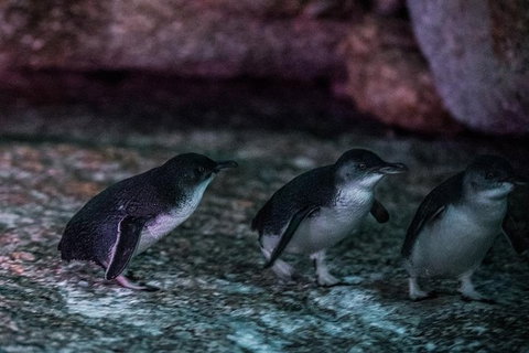 4-Day Tasmania East Coast Adventure From Launceston To Hobart Including Bay Of Fires, Wineglass Bay, Bruny Island And Port Arthu - Accommodation Port Macquarie 3