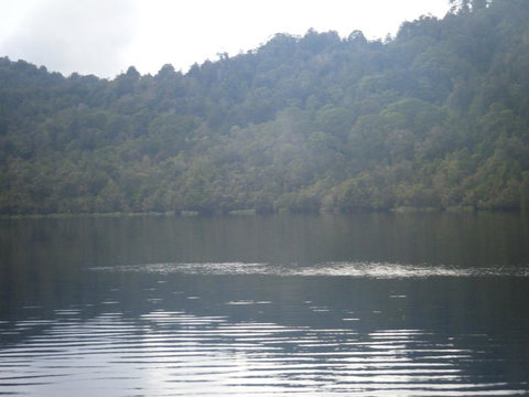 Gordon River Cruise Departing From Strahan - Accommodation Port Macquarie 23
