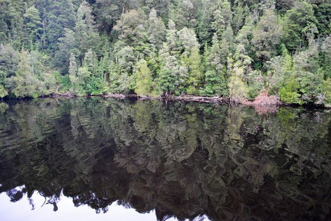Gordon River Cruise Departing From Strahan - Accommodation Port Macquarie 24