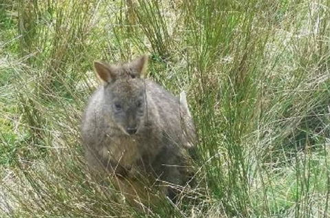 Leven Canyon Day Trip Including Wings Wildlife Park Or Gunns Plains Caves From Devonport, Ulverstone Or Burnie - Accommodation Port Macquarie 0