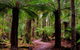 4-Day Tarkine Wilderness Photography Workshop - thumb 1