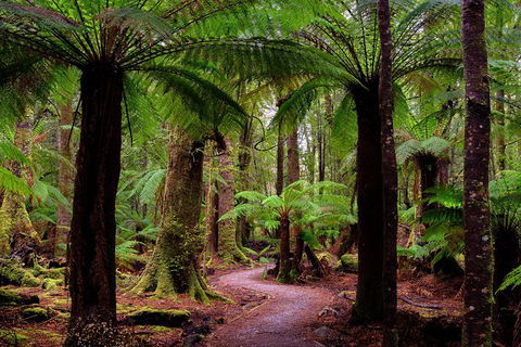 4-Day Tarkine Wilderness Photography Workshop - Accommodation Port Macquarie 1