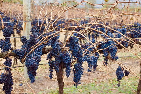 Mclaren Vale Luxury Full Day Small Group Wine Tour - Accommodation Port Macquarie 9