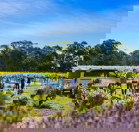 Micro-Group Barossa Valley Wine Tour from Adelaide - Accommodation Port Macquarie