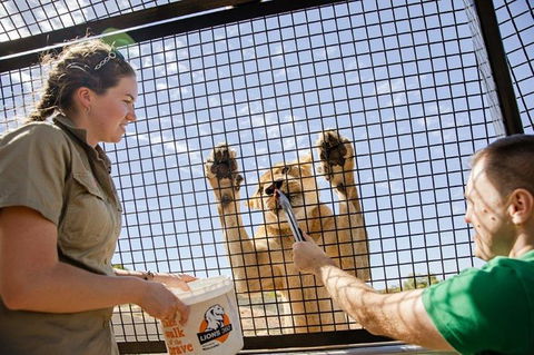 Lions 360 Experience And A Day At Monarto Safari Park - Accommodation Port Macquarie 1