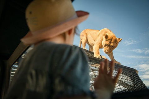 Lions 360 Experience And A Day At Monarto Safari Park - Accommodation Port Macquarie 0