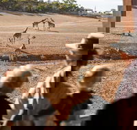 Monarto Safari Park General Admission Ticket - Accommodation Port Macquarie